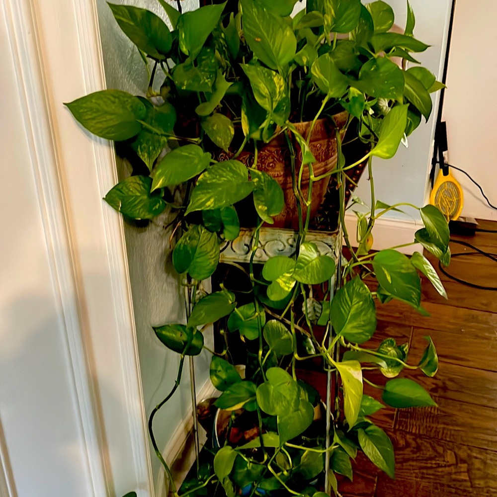 Variegated pothos cutting